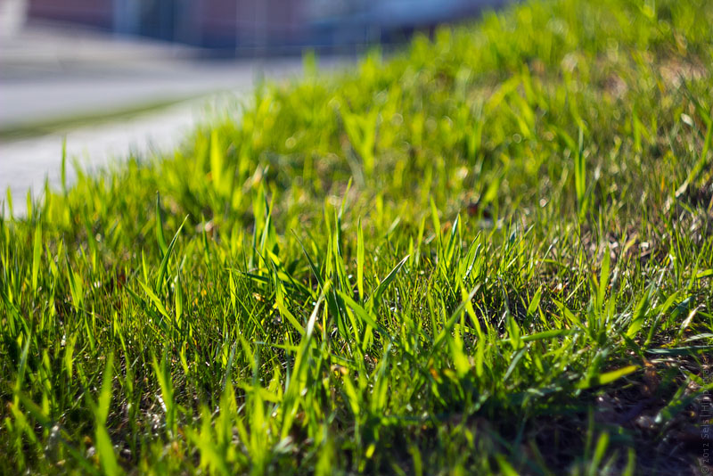 Картинка появляться. Весенняя трава. Первая Весенняя трава. Зеленая трава весной. Первая зеленая травка весной.