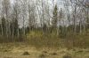 Апрельское разноцветье 2.jpg