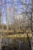 Березки в апреле 3~0.jpg