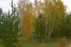 Березки в окт_бре 3.jpg