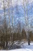 Березы 2~5.jpg