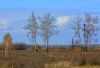 Березы 5.jpg