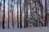 В лесу 4.jpg