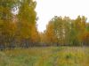 В осеннем лесу.jpg