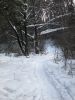 В _нварском бору 7.jpg