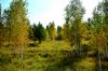 Осенний лес 6.jpg