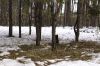 Проталины в лесу 3.jpg