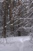 Сосна в снегу 4.jpg