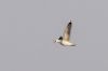 DSC04468-2.jpg