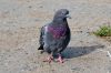 SAM_1041-2.jpg
