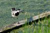 SAM_4058-4.jpg