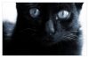 Portrait_of_a_Black_Cat_by_SubterfugeMalaises.jpg