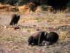 Kevin_Carter.jpg