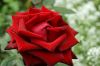 DSC07801.JPG