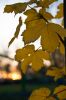 DSC08884.JPG
