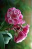 DSC09803.JPG