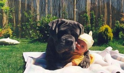 1193596201_dog_004.jpg