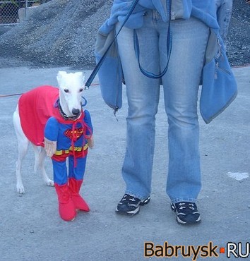 2006_04_19_superdog1.jpg