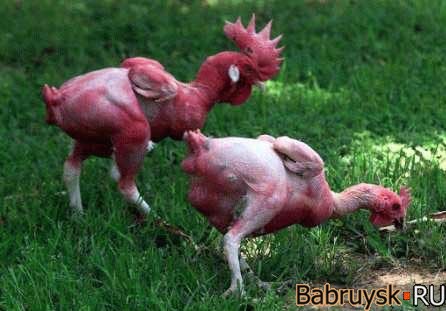 2006_05_12_featherless.jpg