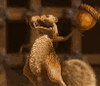 5.gif