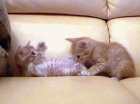 animation4.gif