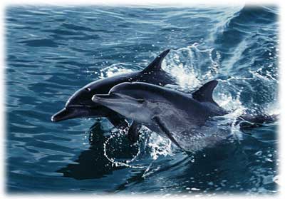 dolphin.jpg