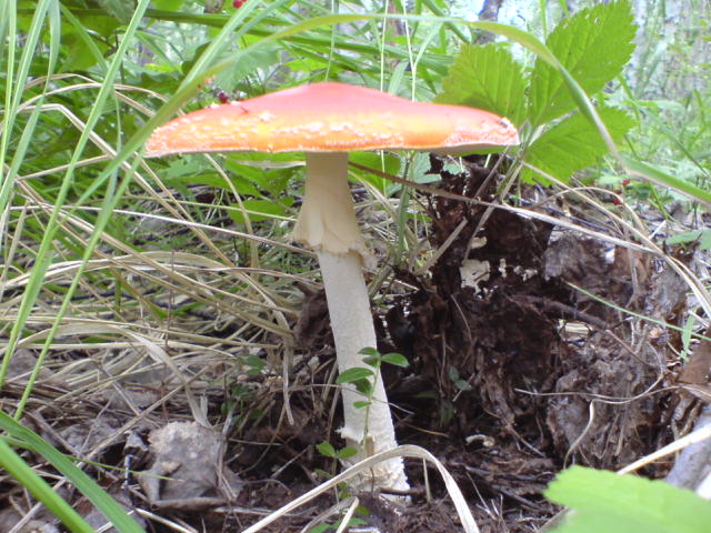 DSC00090.JPG