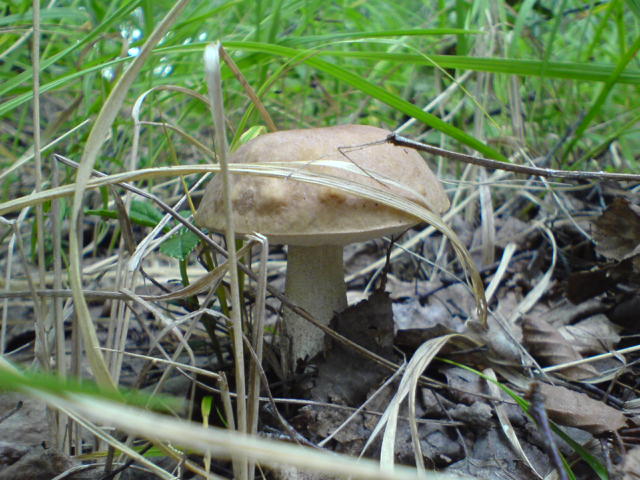 DSC00093.JPG