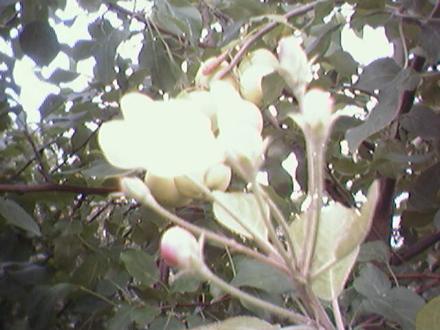Flower.JPG
