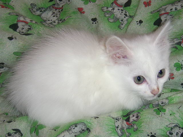 kitten1.jpg