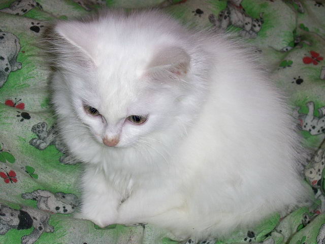 kitten2.jpg