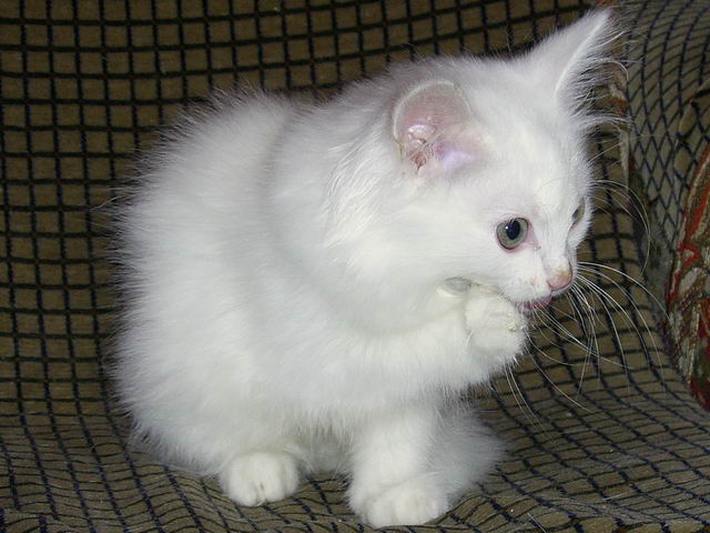 kitten3.jpg