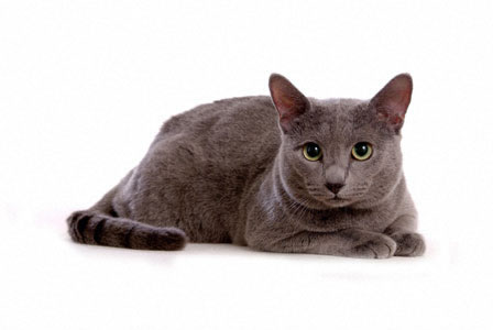 russian_blue_04b.jpg